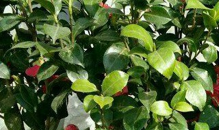 茶花树枯死的补救办法 茶花树枯死的补救办法视频