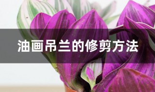 油画吊兰的修剪方法 油画吊兰的修剪方法图解