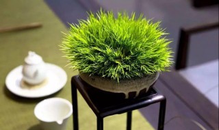 菖蒲的种类（菖蒲的种类怎样种植）