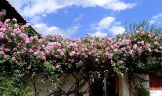 藤本花卉有哪些品种（藤本花卉有哪些品种名字）