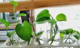 水培绿萝怎么施肥（水培绿萝怎么施肥?施什么肥）