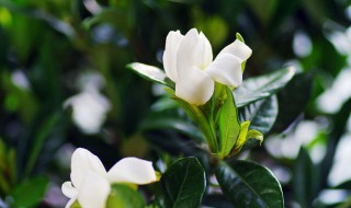 栀子花用土还是沙子（栀子花用土还是沙子养）