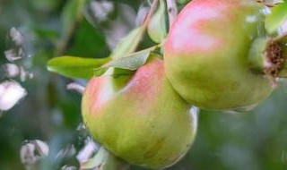 石榴树冻害不发芽怎么办（石榴树冻害不发芽怎么办视频）