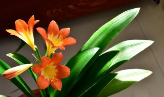 君子兰烂根烂叶怎么处理 君子兰烂根烂叶怎么处理图片