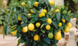 刚买回来的金桔怎么养 刚买回来的金桔怎么养好