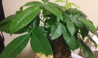 发财树叶斑病和叶枯病的区别 发财树叶子有枯斑