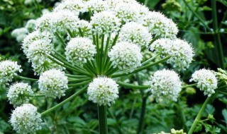 白芷来源的植物有哪些 白芷来源的植物有哪些禹白芷 川白芷