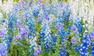 飞燕草的种植方法和注意事项 飞燕草的种植方法和注意事项