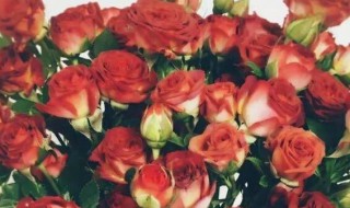 泡泡玫瑰用瓶能养多久 玫瑰泡泡可以养多久