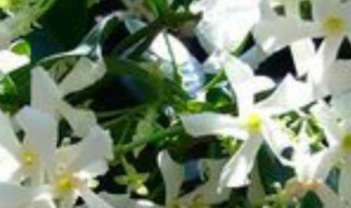 风车茉莉和多花素馨比较 风车茉莉和什么一起种好看