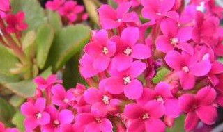 长寿花如何修剪开花多（长寿花怎么修剪开花多）