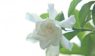 栀子花花苞期怎么施肥 栀子花花苞期怎么施肥贴吧