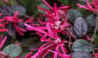 红花继木枯萎的原因是啥（红继木落叶萎缩干枯什么原因）