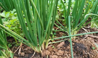 香葱怎么种植? 买回来的小香葱怎么种植