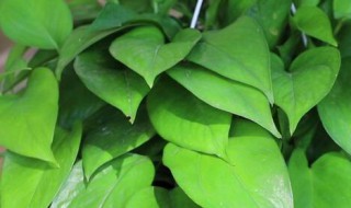 绿萝光杆还能长叶子吗（绿萝成光杆杆会发叶吗）