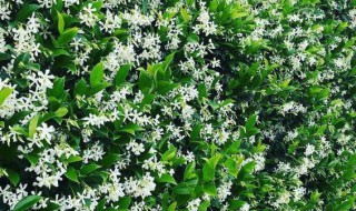 风车茉莉驱蚊虫吗?（风车茉莉驱蚊虫吗怎么养）