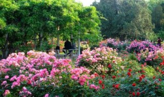 五月移栽月季能活吗（五月移栽月季能活吗）