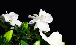 栀子花浇水加白醋还是食用醋（给栀子花浇水加醋加什么醋）