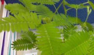 有特异功能的植物 有特异功能的植物或动物