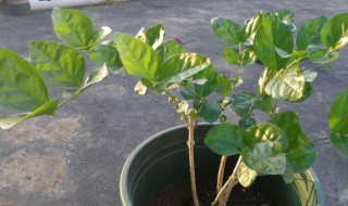 网购回来的茉莉花怎么种（网购回来的茉莉花怎么养）