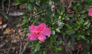 映山红叶子上有铁锈色是怎么回事（映山红叶子发红）