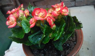 竹节海棠用大盆养好小盆养好 竹节海棠用大盆还是小盆好