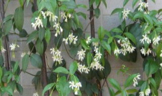 银丝茉莉爬藤植物怎么养 爬藤植物银丝茉莉在屋养有毒吗