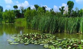 挺水植物有哪些 挺水植物有哪些品种
