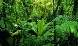 热带雨林有毒植物 热带雨林有毒植物有哪些