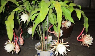 昙花怎么修剪才利于开花（昙花怎么修剪才利于开花视频）