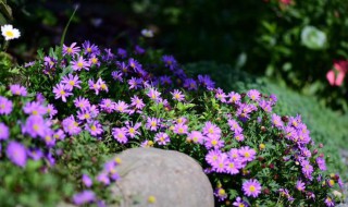 姬小菊怎么养爆盆（姬小菊怎么修剪能爆盆）