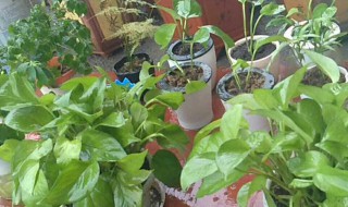 绿萝如何移栽 绿萝移栽后叶子软软的是什么原因