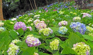 绣球扦插生根最快方法（绣球扦插生根最快方法视频）