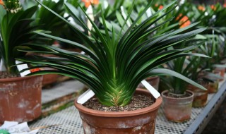 君子兰有哪些品种?（君子兰有哪些品种名称）