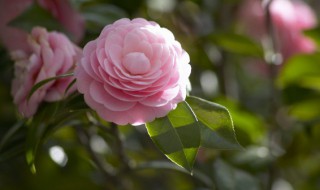 深水醒花什么意思（深水醒花是什么）