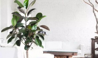 橡皮树室内养殖方法 橡皮树养殖技巧