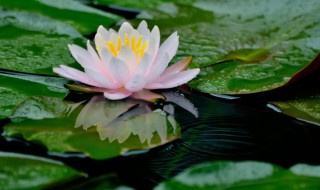 无土水培碗莲怎么种植（无土水培碗莲怎么种植用什么容器好）