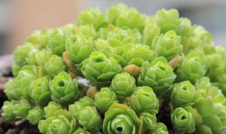 怎么让山地玫瑰叶子包起来 怎么让山地玫瑰叶子包起来养