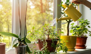 红糖当冲施肥怎么用 红糖可以冲施吗