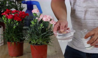 康乃馨在家里怎么养（康乃馨能养家里吗）