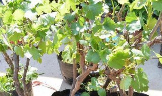 盆栽葡萄怎么矮化（盆栽葡萄怎么矮化了）