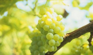 葡萄花穗期怎么管理 葡萄花穗期怎么管理视频