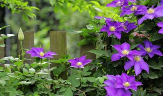 铁线莲叶子黄褐色斑点是什么原因（铁线莲叶子有黄褐色斑点）