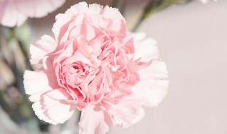 康乃馨如何繁殖 康乃馨的繁殖方法有哪些?