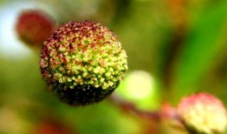 水杨梅水培方法 杨梅可以水培吗