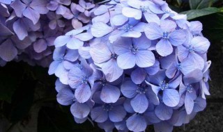 绣球花可以摆放在客厅吗（绣球花可以摆放在客厅吗风水好吗）