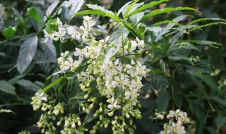 垂丝茉莉的养殖方法和注意事项（垂丝茉莉花怎么养）