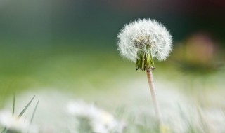 为什么家里不种蒲公英（家里能种蒲公英吗）