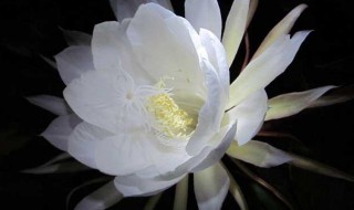 昙花抽杆子是剪掉还是留着 昙花抽杆子是剪掉还是留着