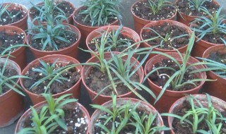 康乃馨的水培扦插步骤 康乃馨用水扦插能活吗